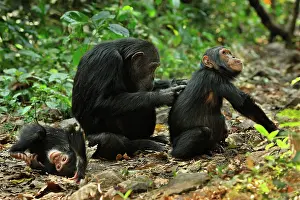 Schweinfurthii: Eastern Chimpanzee / Common Chimpanzee with baby