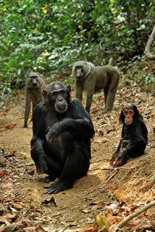 Schweinfurthii: Eastern Chimpanzee / Common Chimpanzee with baby