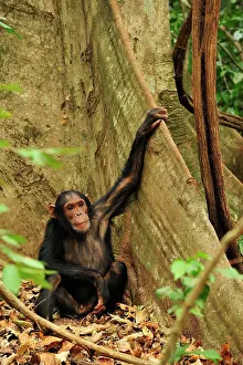 Schweinfurthii: Eastern Chimpanzee / Common Chimpanzee buttress root
