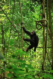 Schweinfurthii: Eastern Chimpanzee / Common Chimpanzee calling