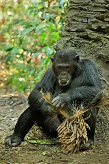 Schweinfurthii: Eastern Chimpanzee / Common Chimpanzee eating