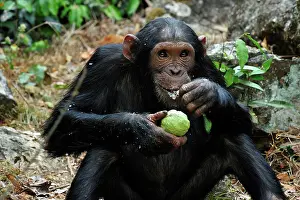 Schweinfurthii: Eastern Chimpanzee / Common Chimpanzee eating a fruit