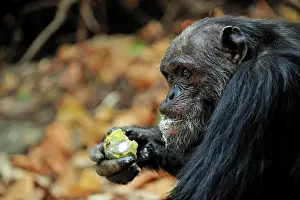 Schweinfurthii: Eastern Chimpanzee / Common Chimpanzee eating a fruit