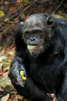 Schweinfurthii: Eastern Chimpanzee / Common Chimpanzee eating a fruit