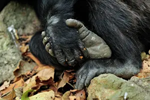 Schweinfurthii: Eastern Chimpanzee / Common Chimpanzee hands feet