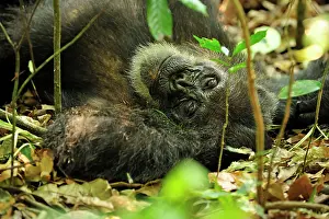 Schweinfurthii: Eastern Chimpanzee / Common Chimpanzee resting
