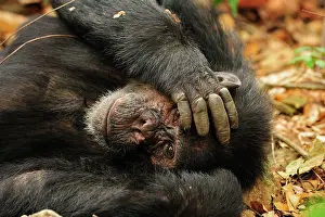 Schweinfurthii: Eastern Chimpanzee / Common Chimpanzee resting