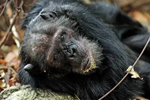Schweinfurthii: Eastern Chimpanzee / Common Chimpanzee resting