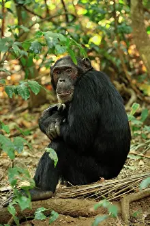 Schweinfurthii: Eastern Chimpanzee / Common Chimpanzee resting