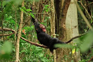 Schweinfurthii: Eastern Chimpanzee / Common Chimpanzee resting calling