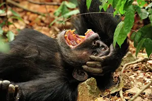 Shock: Eastern Chimpanzee / Common Chimpanzee resting yawning