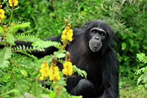 Robust: Eastern Chimpanzee / Common Chimpanzee - Robust