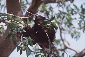 Chimp: EASTERN CHIMPANZEE - eating
