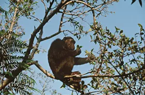 Chimp: EASTERN CHIMPANZEE - in tree
