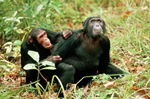 Schweinfurthi: EASTERN CHIMPANZEE - x two, one grooming other