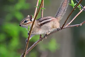 Chipmunks: Eastern Chipmunk