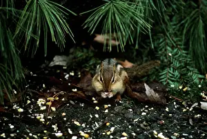 Chipmunks: Eastern Chipmunk