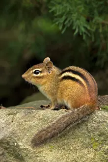 Chipmunks: Eastern Chipmunk