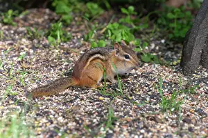 Michigan: EASTERN CHIPMUNK