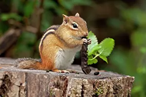 Chipmunks: Eastern Chipmunk eating caterpillar
