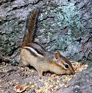 Chipmunks: Eastern Chipmunk - Feeding