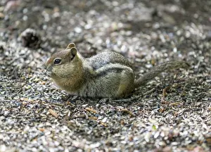 Striatus: Eastern Chipmunk (Tamias striatus), Colorado, United