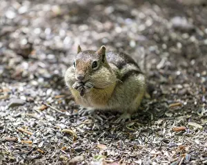 Striatus: Eastern Chipmunk (Tamias striatus), Colorado, United