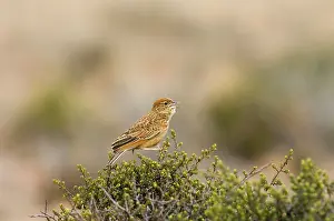 Larks: Eastern Clapper Lark - Male singing from perch