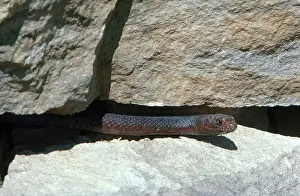 Leaving: Eastern Coachwhip