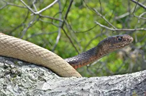 Flagellum: Eastern Coachwhip Snake