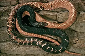 Flagellum: Eastern Coachwhip Snake