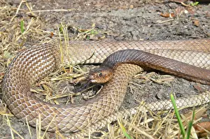 Flagellum: Eastern Coachwhip snake