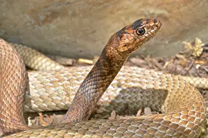 Flagellum: Eastern Coachwhip snake