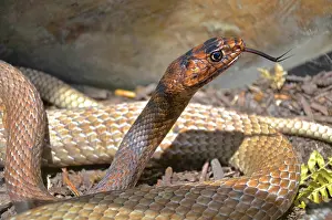 Flagellum: Eastern Coachwhip snake