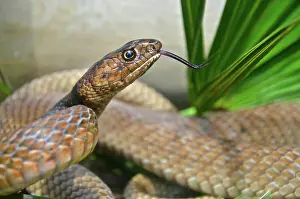 Flagellum: Eastern Coachwhip snake