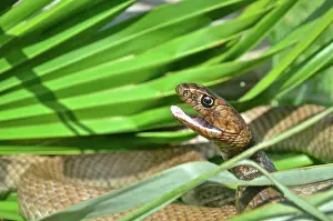 Flagellum: Eastern Coachwhip snake