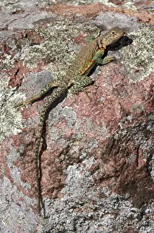 Crotaphytus: Eastern Collared Lizard