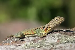 Crotaphytus: Eastern Collared Lizard