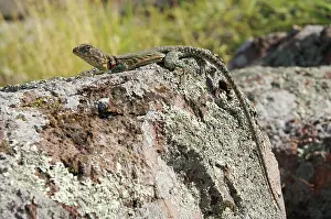 Crotaphytus: Eastern Collared Lizard