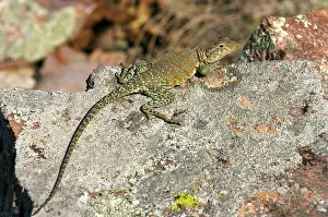 Crotaphytus: Eastern Collared Lizard