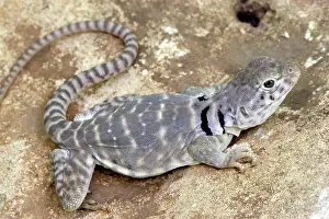 Crotaphytus: Eastern Collared Lizard