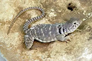 Crotaphytus: Eastern Collared Lizard
