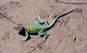 Crotaphytus: Eastern Collared Lizard