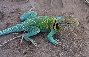 Crotaphytus: Eastern Collared Lizard
