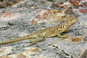 Crotaphytus: Eastern Collared Lizard