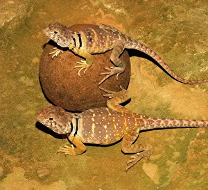 Crotaphytus: Eastern Collared Lizards