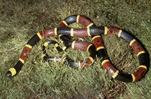 Fulvius: Eastern Coral Snake