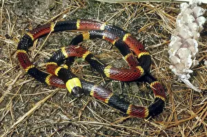 Floridian: Eastern Coral Snake