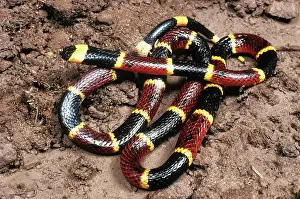 Floridian: Eastern Coral Snake