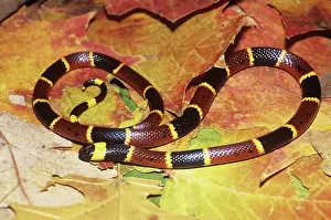 Aposematism: Eastern Coral Snake
